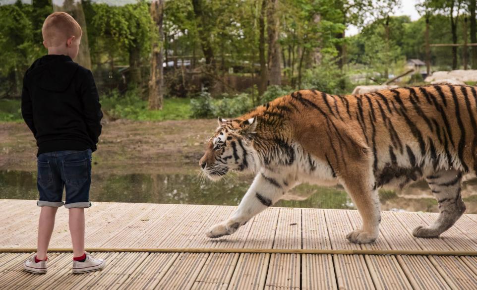 Spots and stripes at Knowsley (Image Knowsley Safari Park)