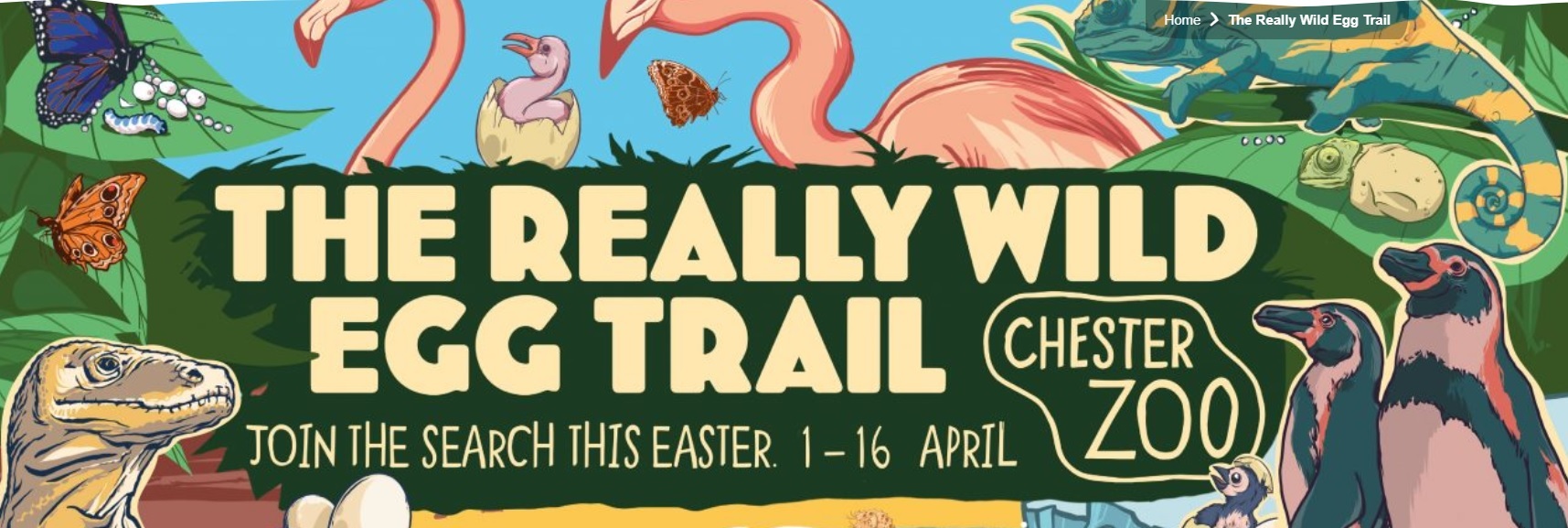 The really wild egg trail (Image Chester Zoo)