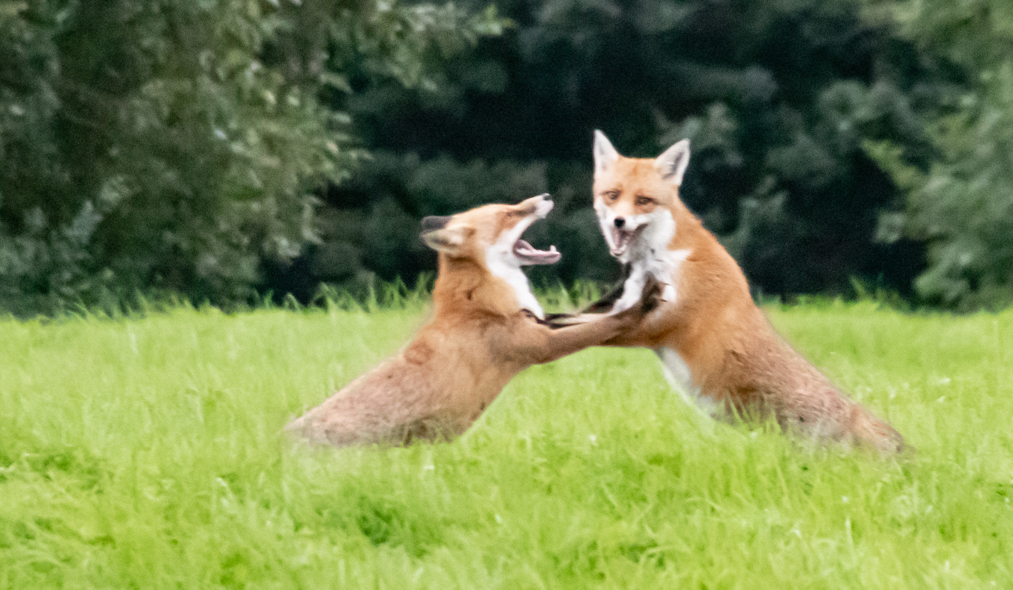 Two foxes at Fox Wood