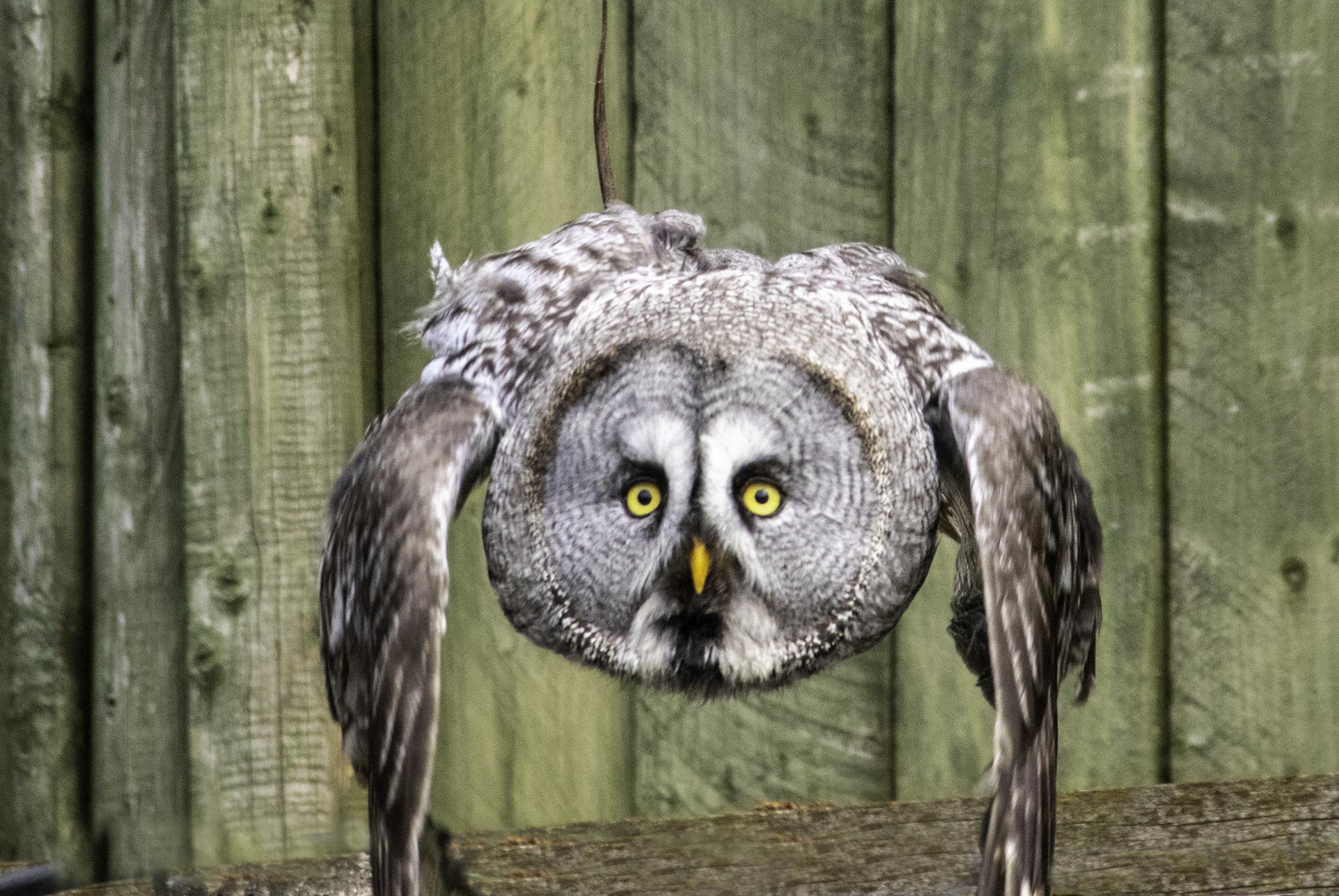 An owl at Gauntlet Birds of Prey by Ann ODonnell