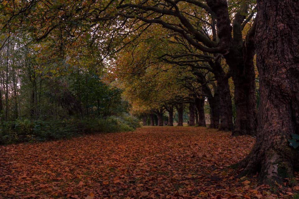 Autumn carpet by Alex Cropper