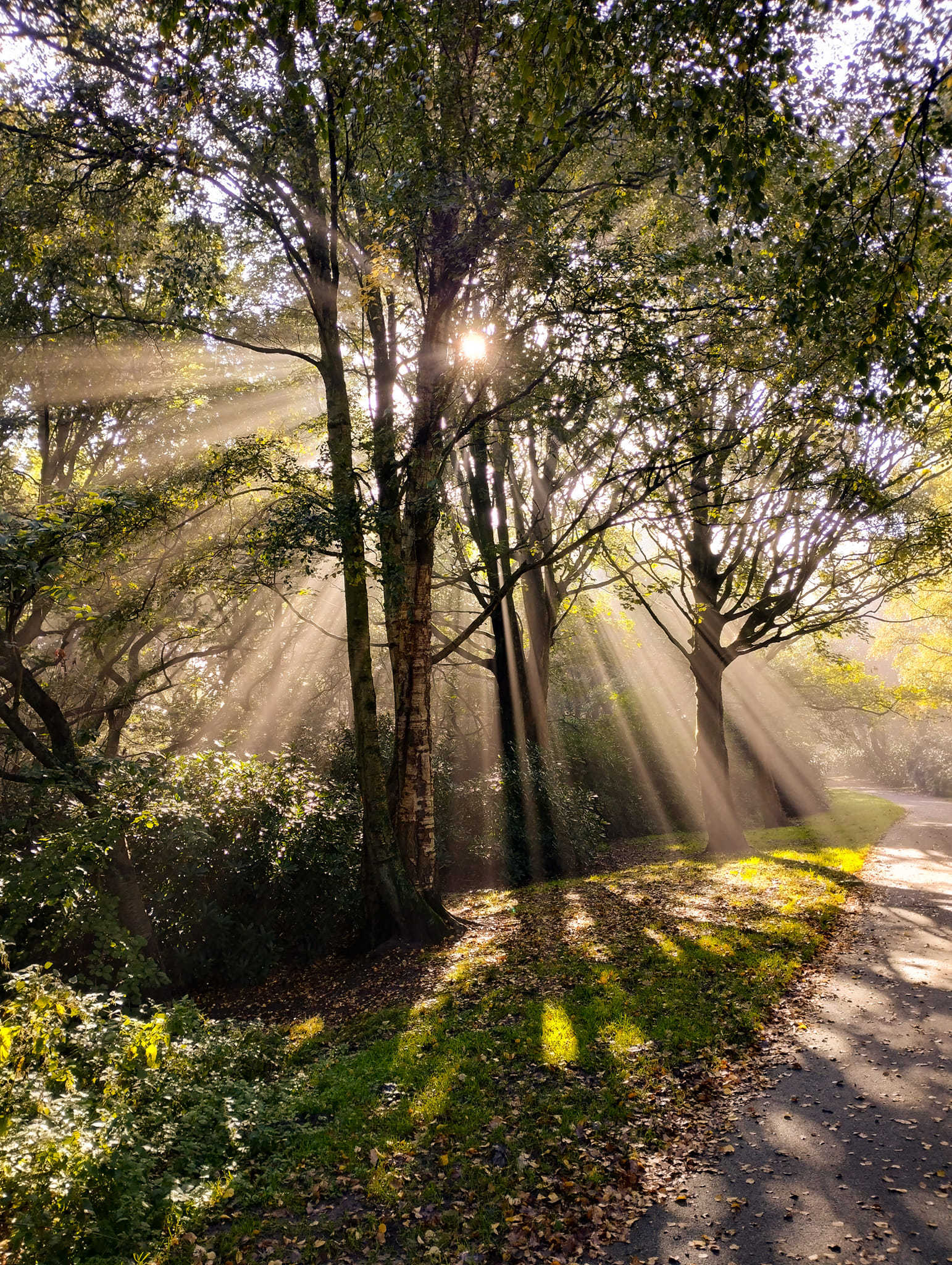 Sunlight through the trees by Jen Hill