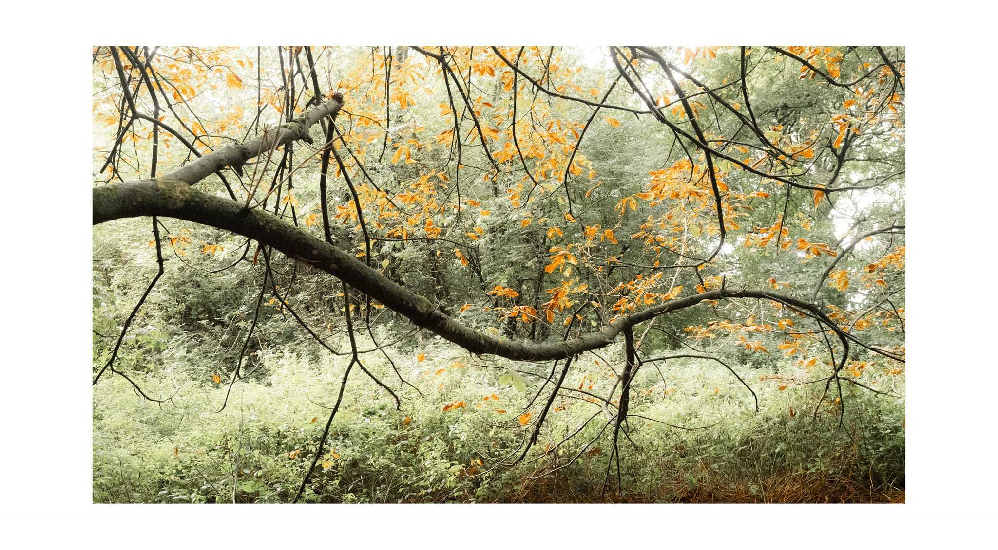 Natures tentacles displaying autumn by Andrew George