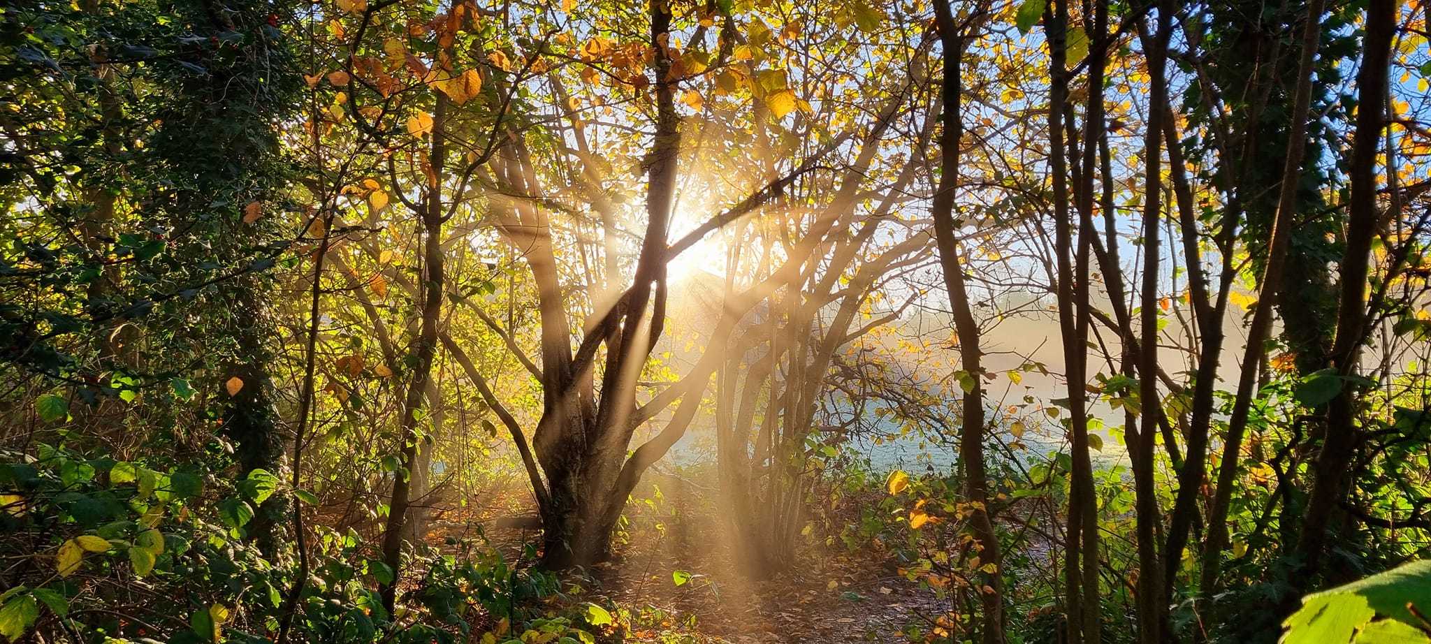 Sunshine through the trees by Mike Horton