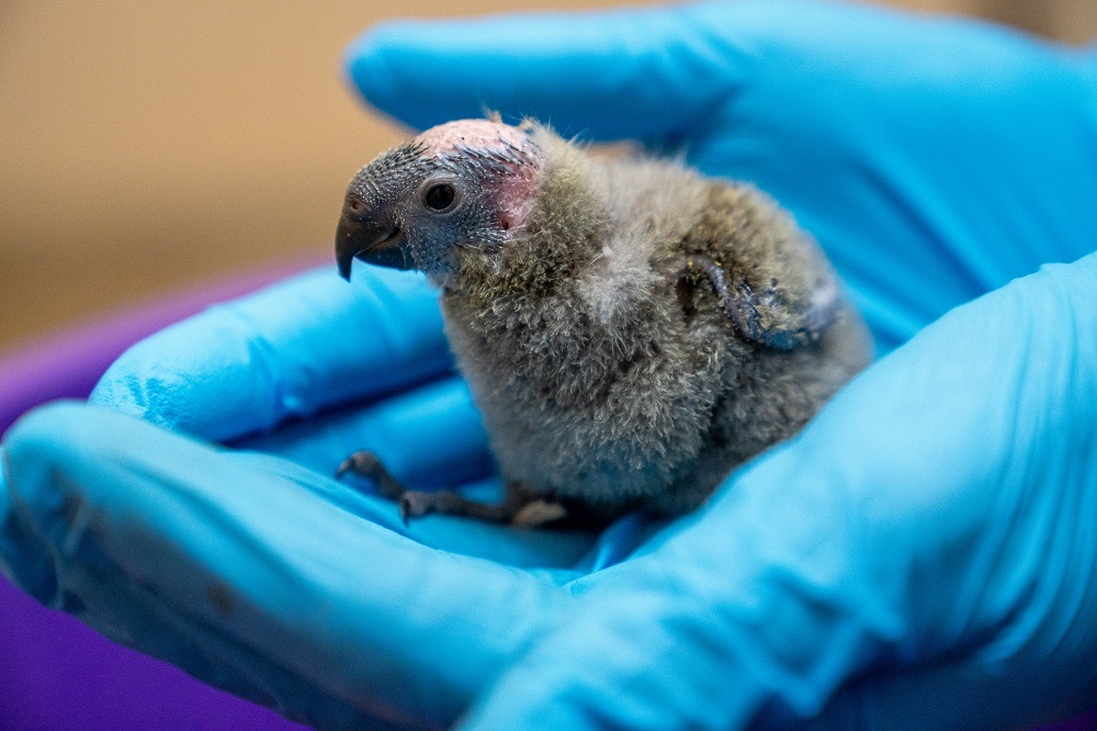 Two Mitchells lorikeets have hatched at Chester Zoo, giving conservationists hope for the future of the species.