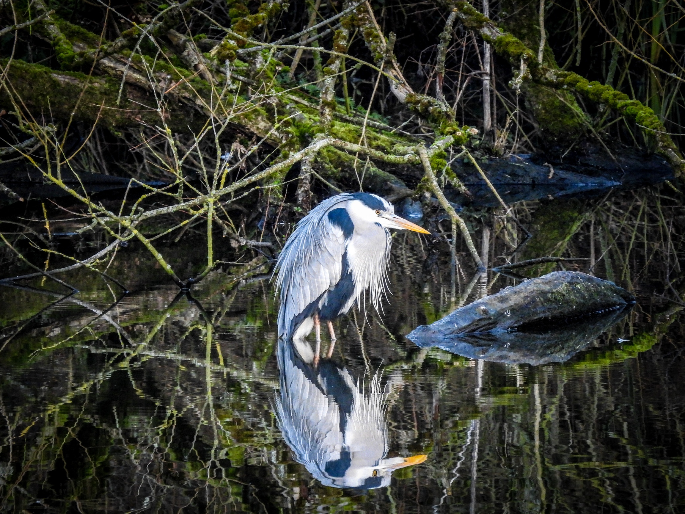 A heron and its reflection by Chris Shaw