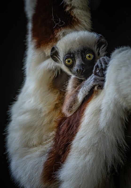 A critically endangered dancing lemur has been born at Chester Zoo. Picture: Chester Zoo.