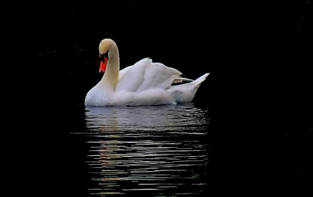 A mute swan at Taylor Park by Peter Boylan