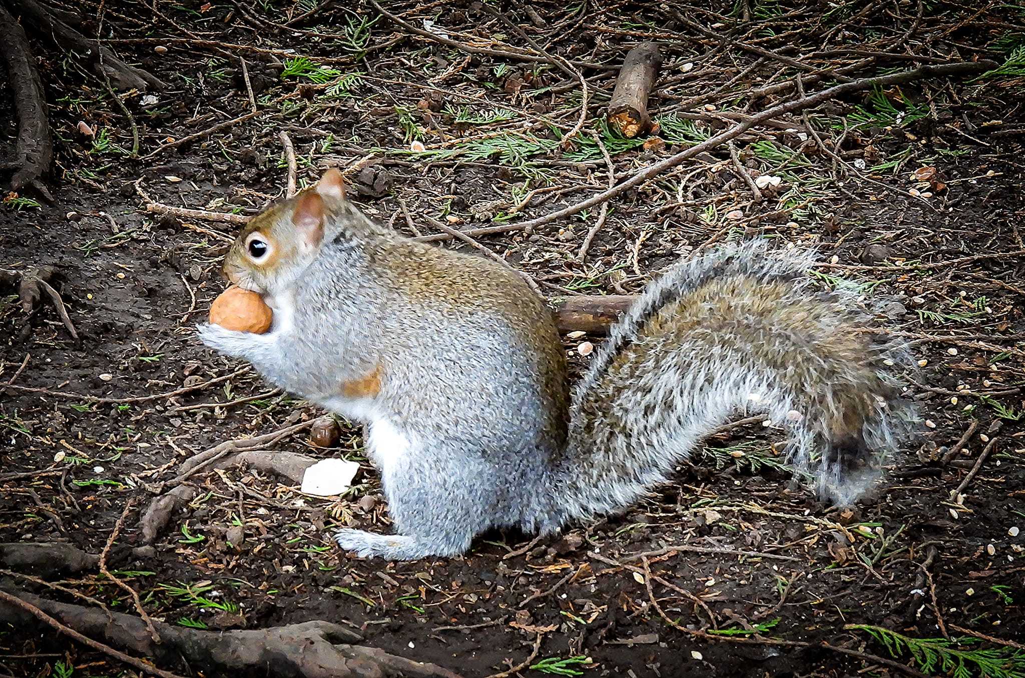Hands off my nut! by Chris Shaw