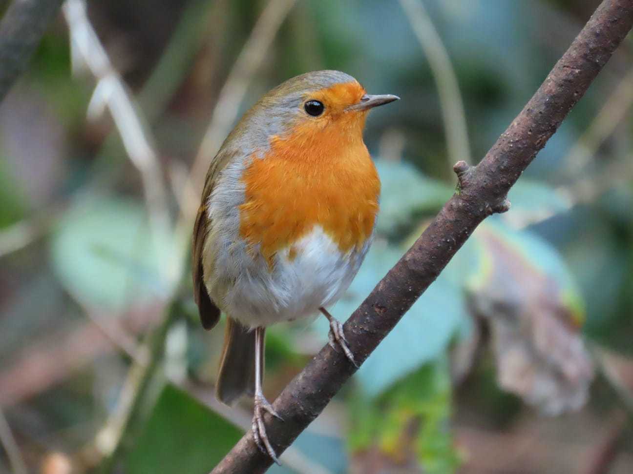 Robin red breast by Suzy Makin