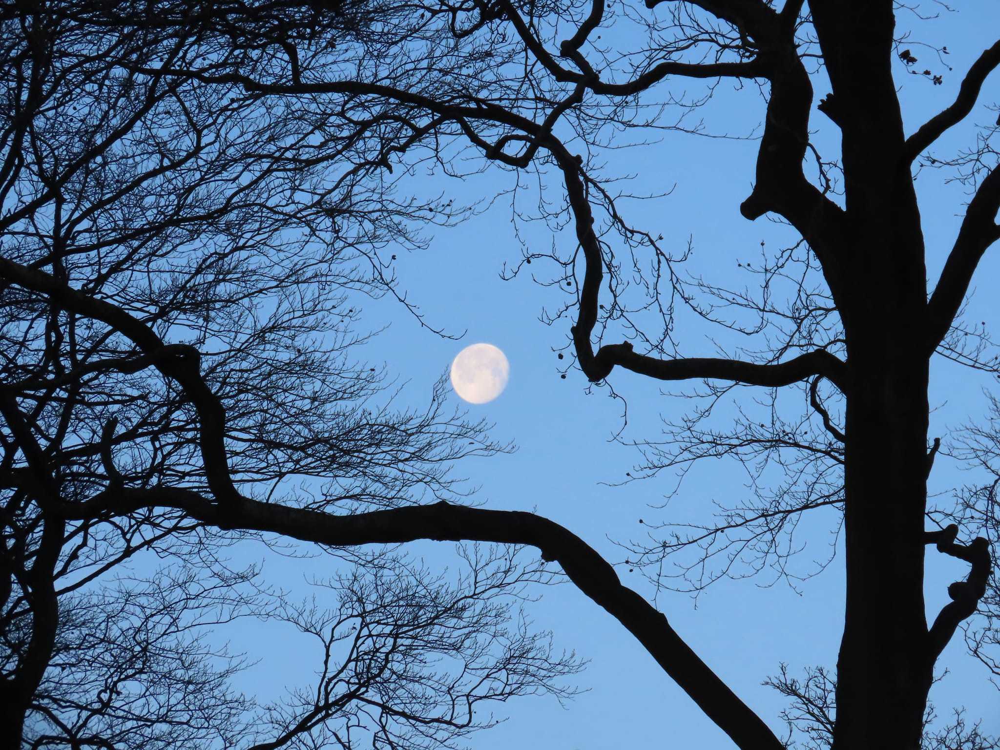 The moon over Sherdley Park by Suzy Makin
