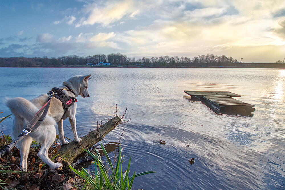Luna at Carr Mill Dam by Mark Cavendish
