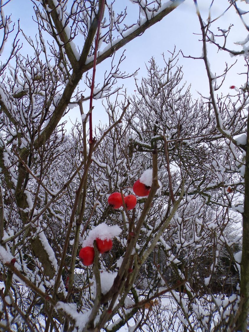 Red berries among the snowfall by Suzie Remadems