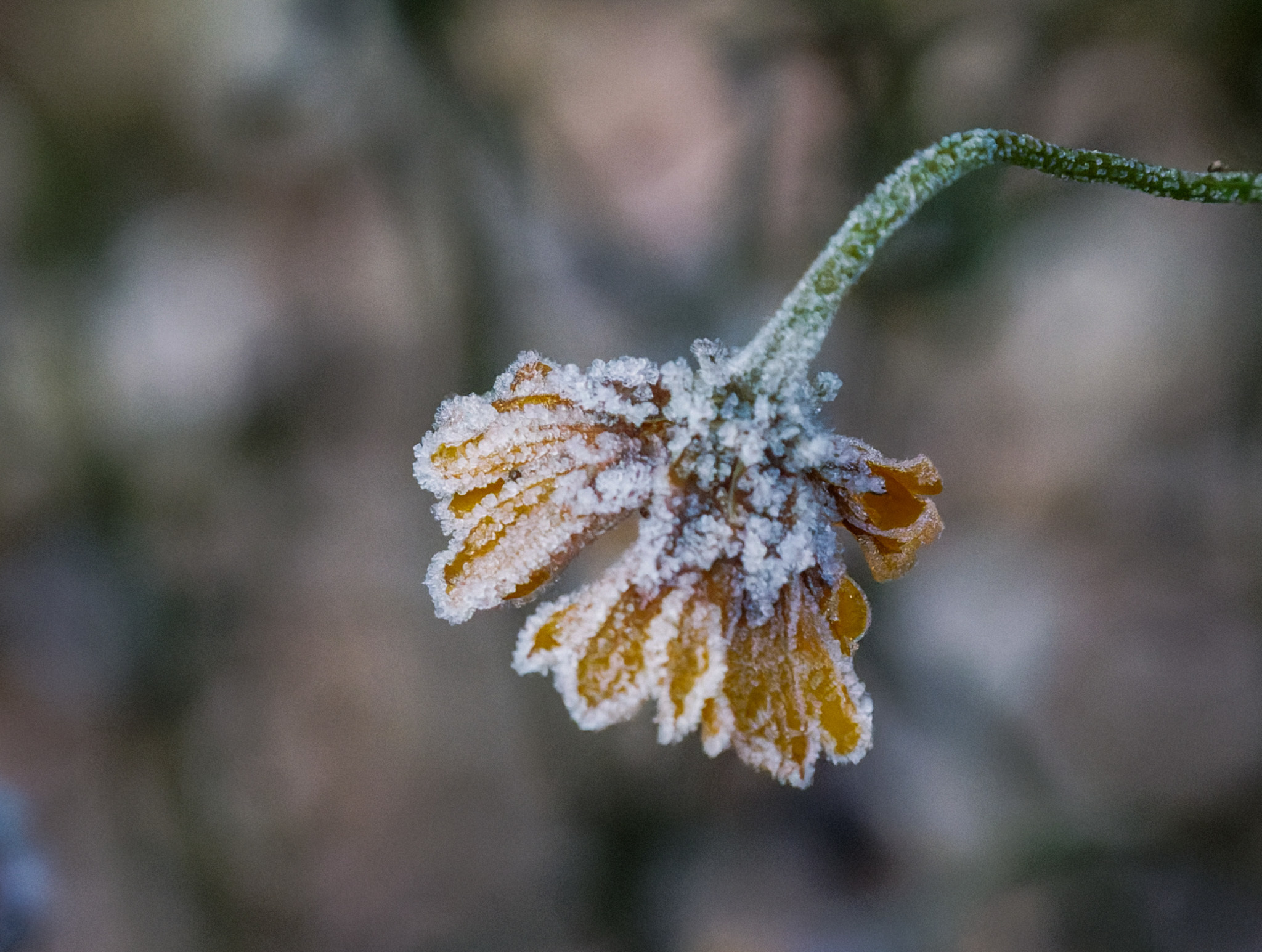 Winters frost by Ann ODonnell