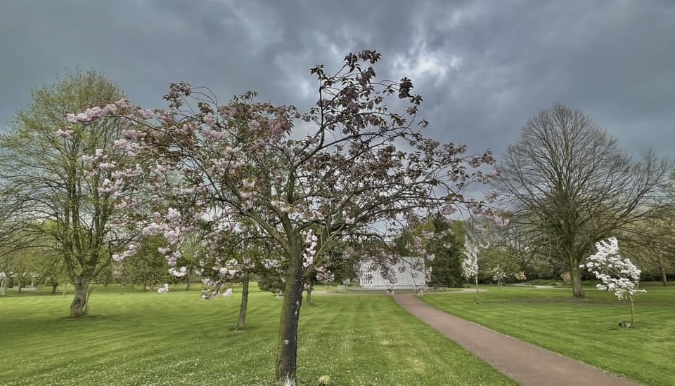 Blossom on the trees at St Helens Crematorium by Hilary Bradshaw