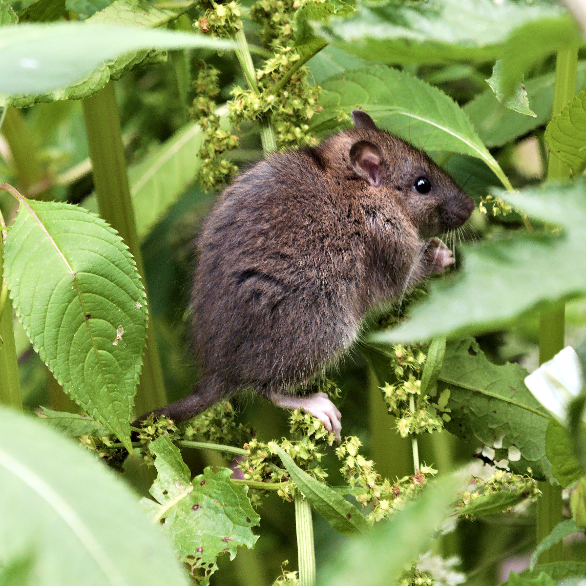 A mouse, hiding in the plants next to Sutton Brook