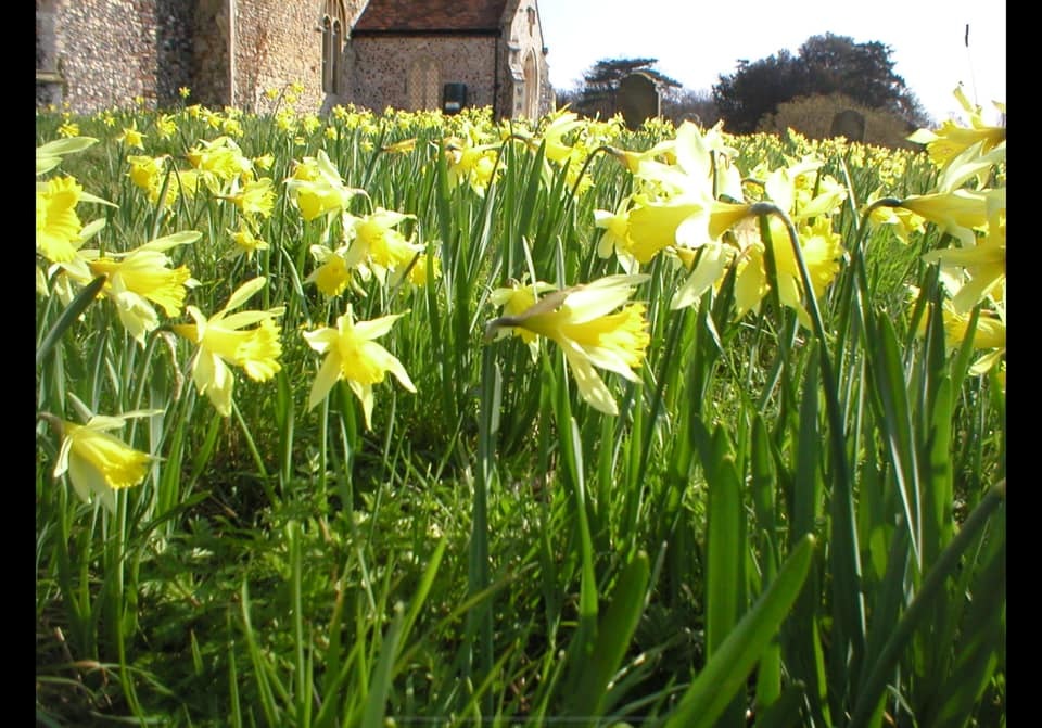 Churchyard daffodils by Rosie Anslow