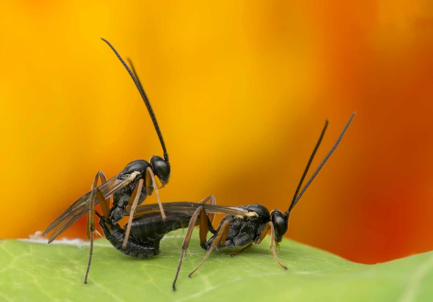 Mating icheumon wasps