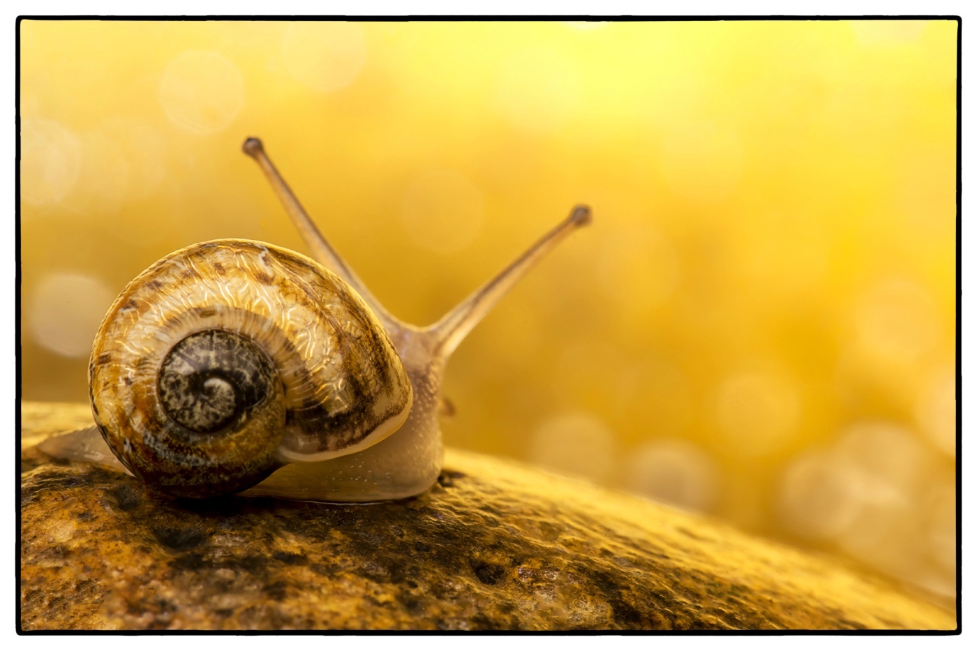 Snail on a pebble near a garden pond