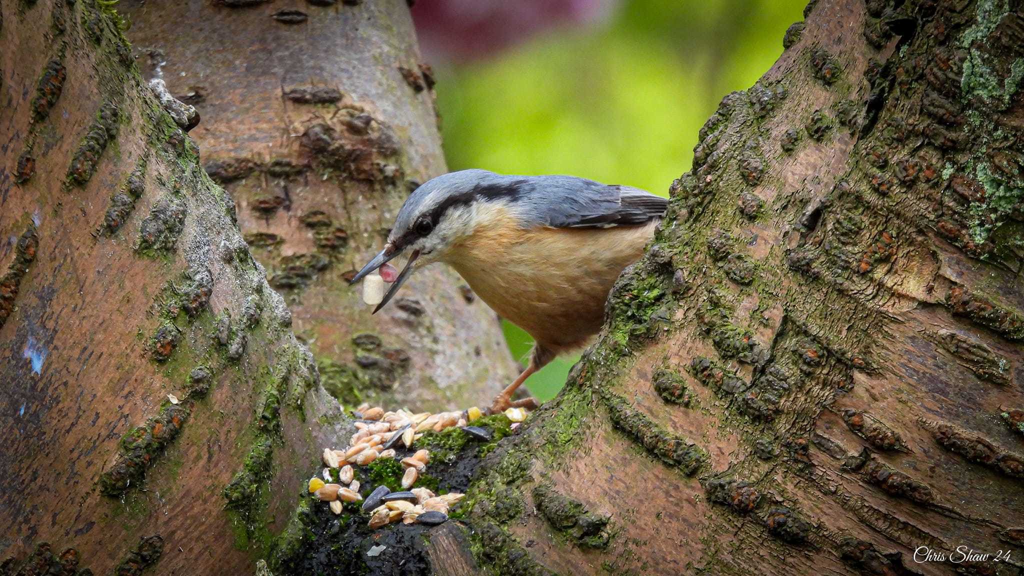 Nut hatch at Sherdley Park by Chris Shaw