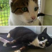 These furry felines in Warrington need forever homes (Credit: RSPCA)