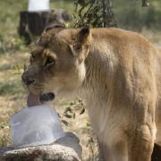An African lion enjoying some ice in the heat at Knowsley Safari Park