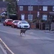 The deer was spotted last week in Eccleston