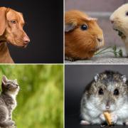 Who will make our Best for Pets shortlist?