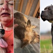 A dog owner is calling for a ban on XL Bullies after a serious attack in Newton