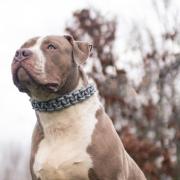XL Bullies will be added to the Dangerous Dogs Act next year