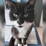 Beloved family cat Domino was found poisoned on November 5