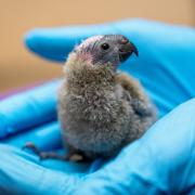 Two Mitchell's lorikeets have hatched at Chester Zoo, giving conservationists hope for the future of the species.