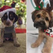 Your fabulous festive pets getting into the Christmas spirit
