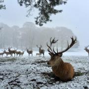 Explore Tatton Park's 1,000 acre deer park for half price