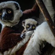 A critically endangered dancing lemur has been born at Chester Zoo. Picture: Chester Zoo.