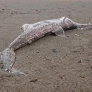 Huge ‘smelly’ shark washes up on New Brighton beach