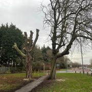 The tree on the left has now been completely cut down due to disease