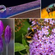 Photographers get up close with nature around St Helens