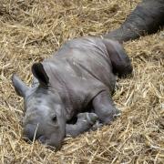 The new baby rhino