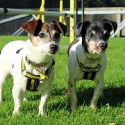 A MUM and daughter doggie duo have been waiting 16 months for someone to fall in love with them, with hopes to stay together this Mother’s Day.   Jack Russell Terriers fifteen-year-old mum, Lady, and her thirteen-year-old daughter, Sugar, arrived at