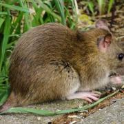 There was a large jump in rodent callouts during the pandemic