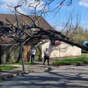 A fallen tree lying on the roof the Riverside Toby Carvery