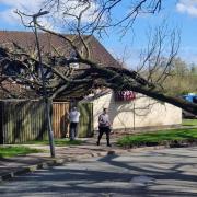 The tree fell on to the Toby Carvery Waterside building on Saturday