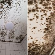 Mould reported at a private property in Francis Street, Sutton