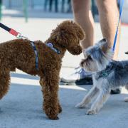 Introducing a new dog to an existing pet at home can be nervous, but there are ways to manage it