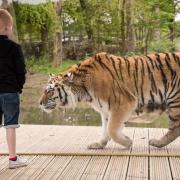 A tiger at Knowsley Safari Park,