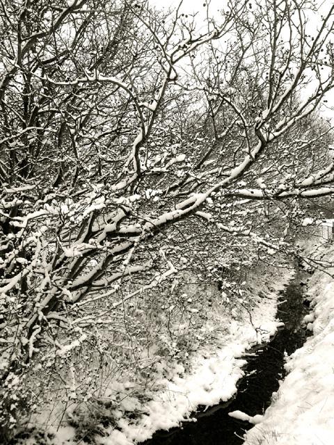 This snowy brook in Rainhill was snapped by Laura Kelly.