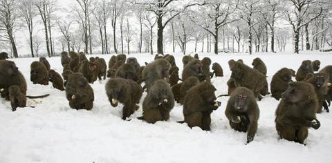 These Baboons enjoyed a hot potato in the snow at at Knowsley Safari Park.