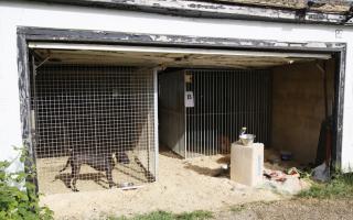 Dog in cages at one of the properties