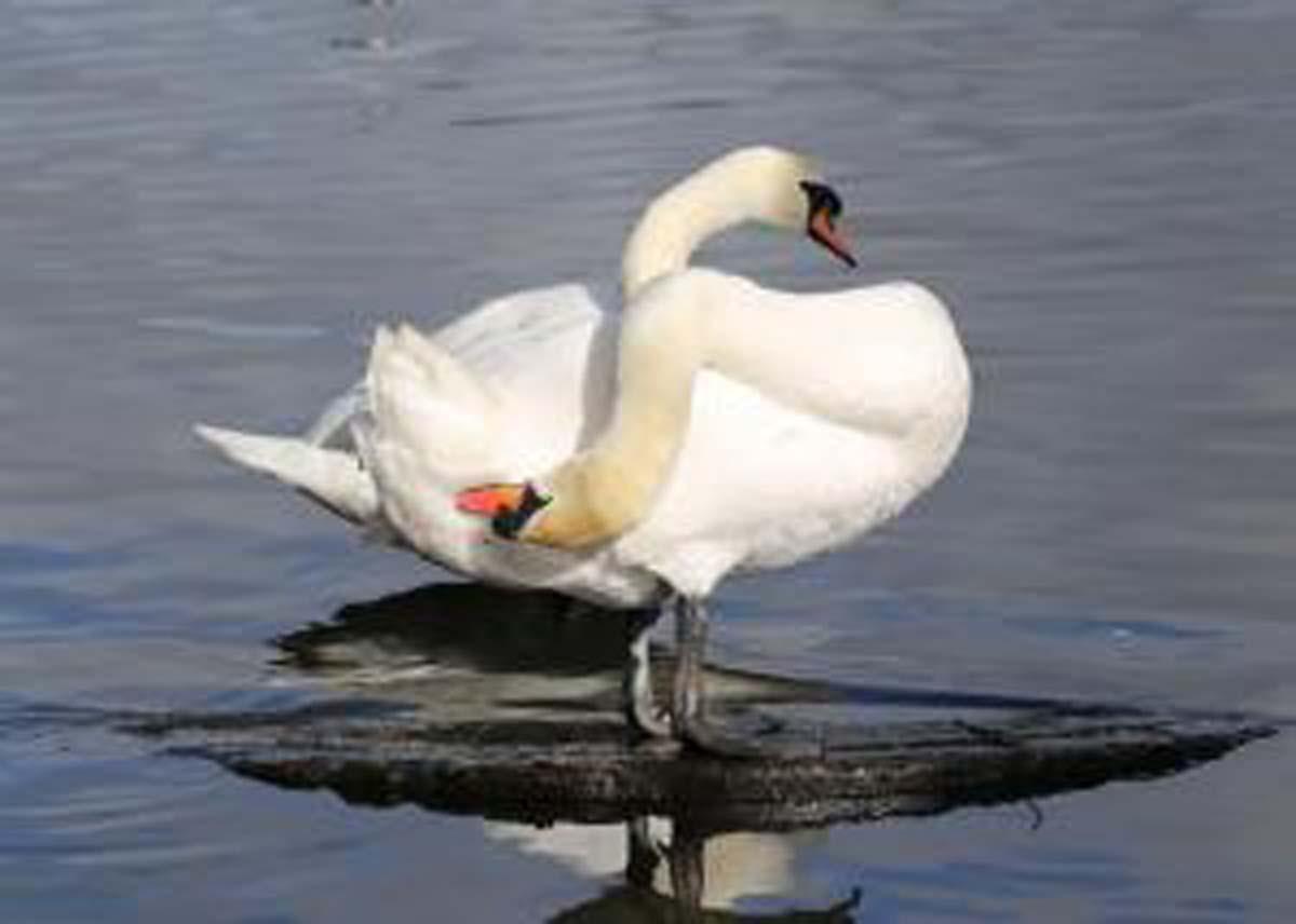 This lovely image of swans with their necks in an S shape was snapped by reader David Glover at Carr Mill.